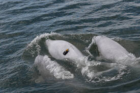 Beluga marking, St. Lawrence Estuary